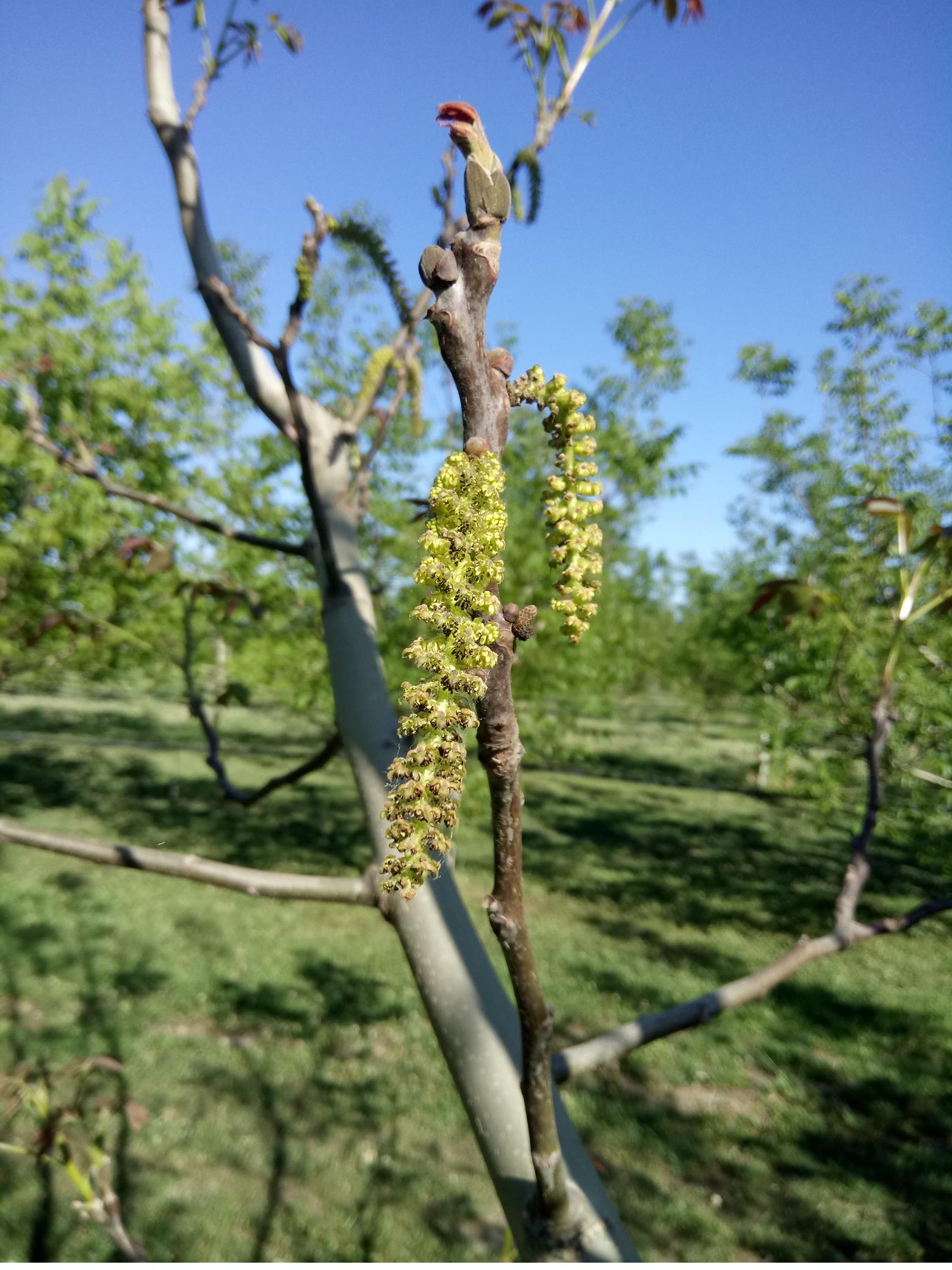 Fiori Maschili.jpg